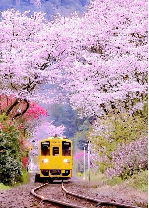 dclarkfleck's tweet photo. Japan 🇯🇵 https://t.co/st9h1u5kgd