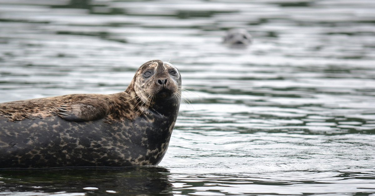Happy #InternationalSealDay! In 2021, OTN collaborators tagged harbour seal pups in the St. Lawrence Estuary. Data collected could help researchers estimate pup survival, the connectivity between seal colonies, and seasonal residency in haul-out sites. 📸: Kristen Jarvis/Unsplash