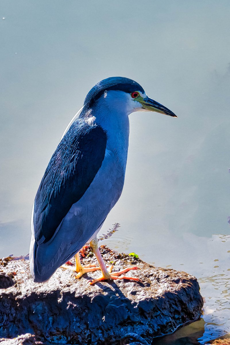 I looked this one up - this is a Black-crowned Night Herron