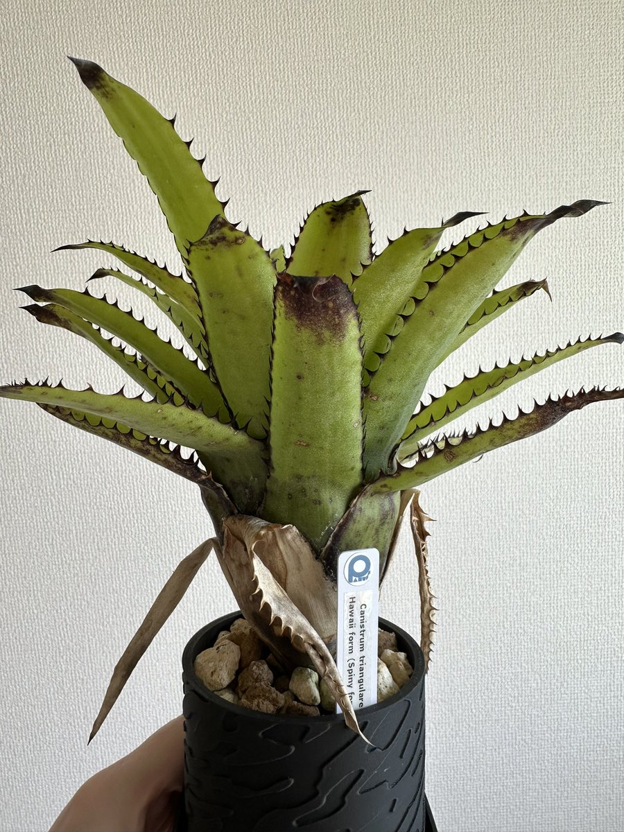 PlantsChain's tweet photo. カニちゃん2023.5から結構育ちました🦀 https://t.co/7qyp5KopEV