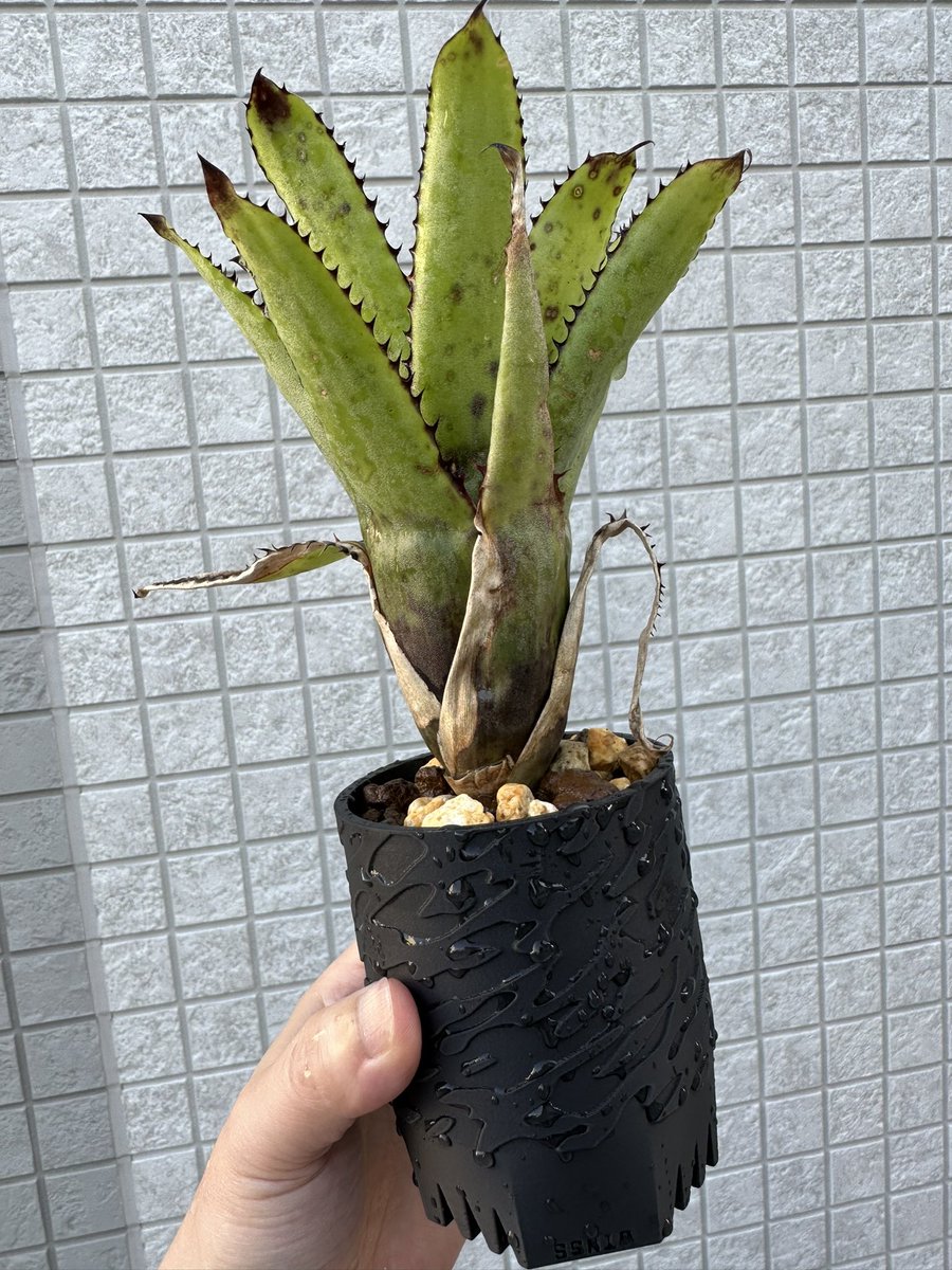 PlantsChain's tweet photo. カニちゃん2023.5から結構育ちました🦀 https://t.co/7qyp5KopEV