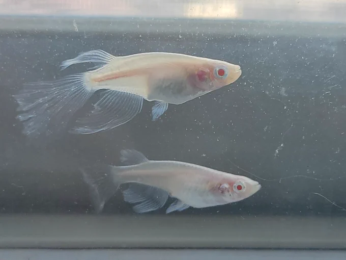 【龍の瞳】というそれはもう泳ぐ宝石のようなメダカがいるのですぬが春分の日に卵を産んでくれましたぬ!アルビノは目が悪いから受精卵になりにくいと言いますがちゃんと生きた卵になってる様子!うさぎではなくメダカが春を告げてくれました 
