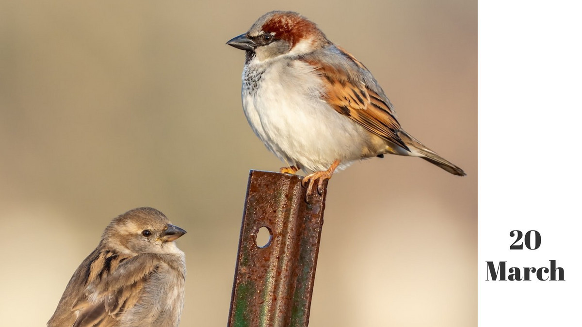 gaatha story गाथा स्टोरी tweet media