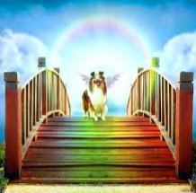 Michael A. Crowley (@realmikecrowley) on Twitter photo 💗 "Sleddin' Roxie" Crowley 💗 2011-2024
Late this afternoon, our beautiful Roxie crossed the Rainbow Bridge.
💔 Our hearts are broken. 😥
@LindseySlaterTV <a href="/Mark_Baden/">Mark Baden</a> <a href="/Molly_WISN/">Molly Bernard</a> <a href="/DGutierreztv/">Diana Gutiérrez</a> <a href="/Ginger_Zee/">Ginger Zee</a> 💗 "Sleddin' Roxie" Crowley 💗 2011-2024
Late this afternoon, our beautiful Roxie crossed the Rainbow Bridge.
💔 Our hearts are broken. 😥
@LindseySlaterTV <a href="/Mark_Baden/">Mark Baden</a> <a href="/Molly_WISN/">Molly Bernard</a> <a href="/DGutierreztv/">Diana Gutiérrez</a> <a href="/Ginger_Zee/">Ginger Zee</a>