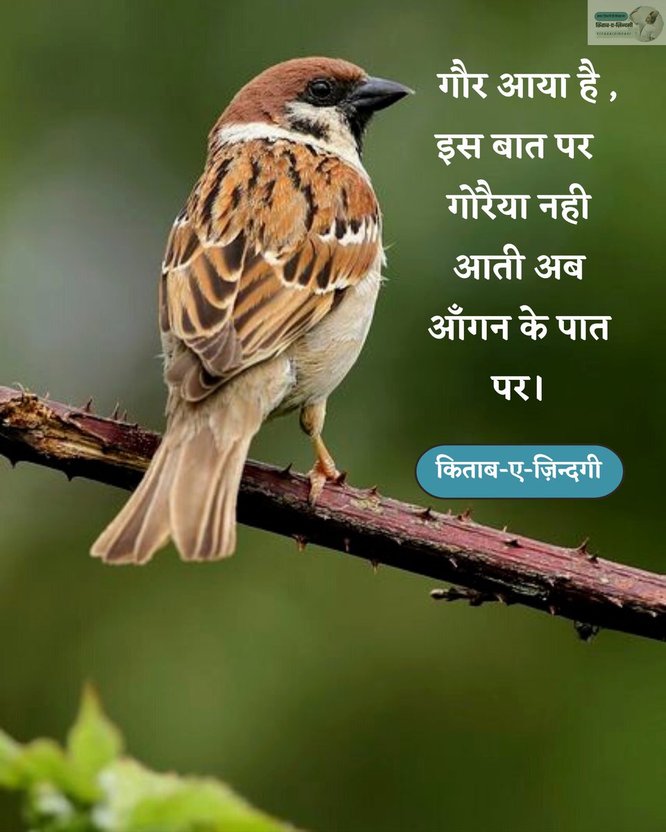 Thoughtofpoet's tweet photo. गौर आया है , इस बात पर 
गोरैया नही आती अब ,आँगन के पात पर।

किताब-ए-ज़िन्दगी
#WorldSparrowDay #sparrow https://t.co/iqt0RgFTfz