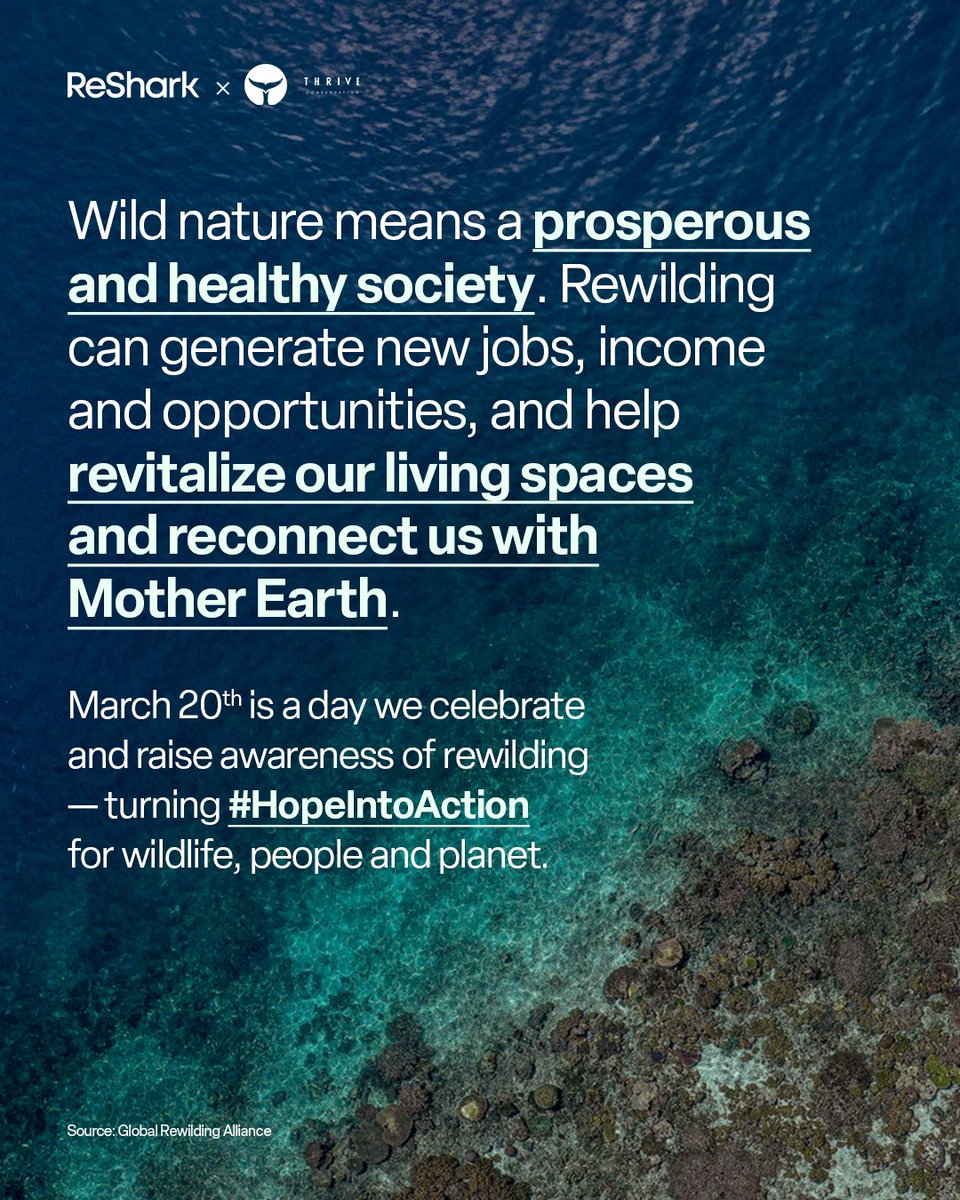 March 20th is #WorldRewildingDay - a day we celebrate and raise awareness of rewilding successes around the world, turning #HopeIntoAction for wildlife, people and planet. 🪸

Swipe left for 6 ocean #rewilding success stories (hint: don’t miss the last one) worth celebrating! 🎉