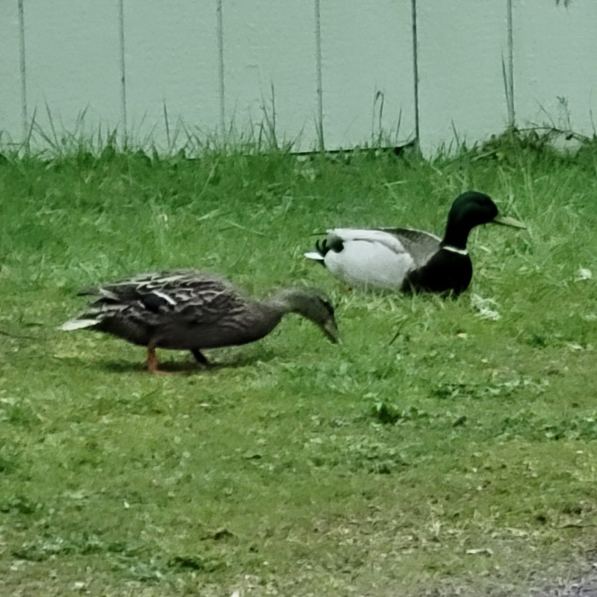 They're such an adorable couple 🦆
---
#oregonlife #oregoncoast #natuerlover #pnwlife #pnw #naturephotography #ducks #duckcouple #wildlife #oregonwildlife #naturelove #anxietyrelief #myhappyplace #couplegoals #cutecouple #cutecouples