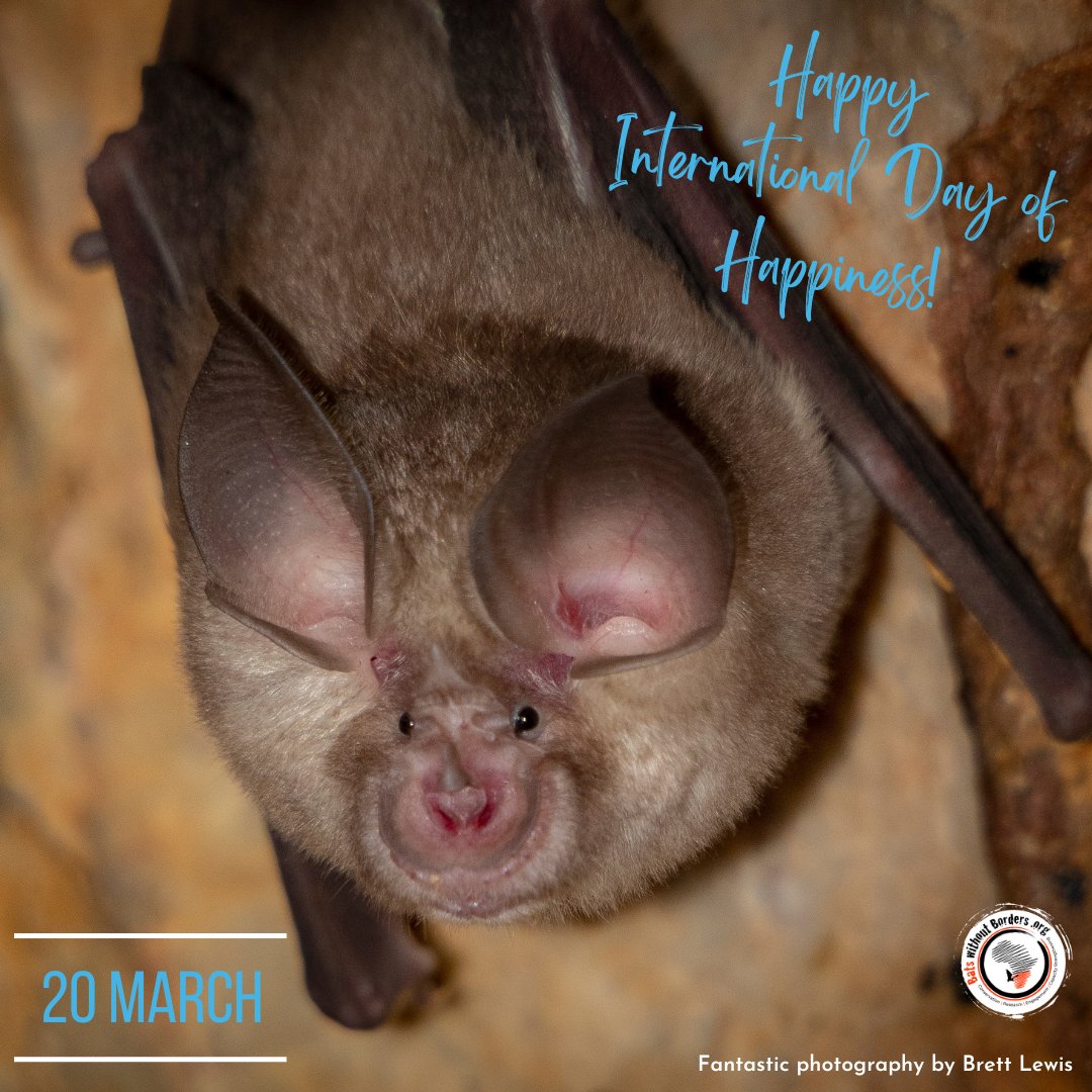 Happy International Day of Happiness! To us bats = happiness 😊🦇 Every step taken towards the preservation of bats is a step towards a happier, more sustainable world. #InternationalDayofHappiness #internationaldayofhappiness2024 #lovebats #savebats