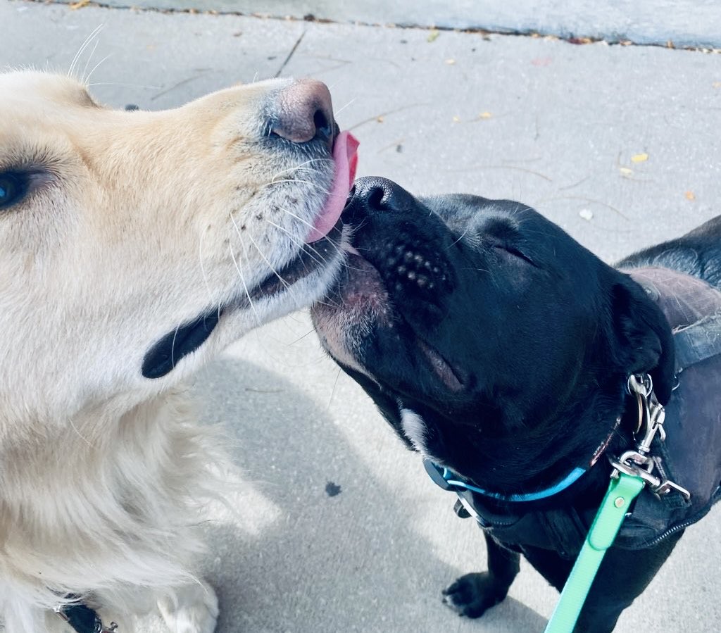 A Mango and Bosley blessing.