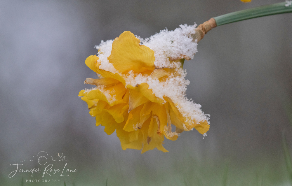 Jens_Starry_Sky's tweet image. "If flowers can teach themselves how to bloom after winter passes, so can you." 💛❄️ And so winter passes the mantle over to spring! Spring has officially arrived! Goodbye winter! Hello spring! 🙂 #SpringHasArrived @StormHour @WSAZBrandon @SpencerWeather @JoshFitzWx