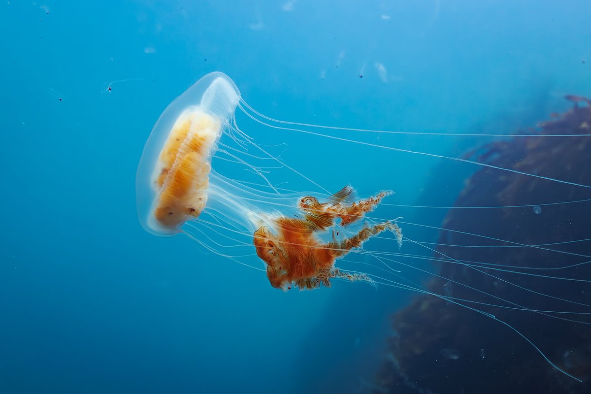 Our Observation of the Week is this gorgeous jelly (in the genus Diplulmaris), seen off of New Zealand by millamuck!

Read our blog post at: inaturalist.org/blog/91076-get… #marinebio #nature #cnidaria