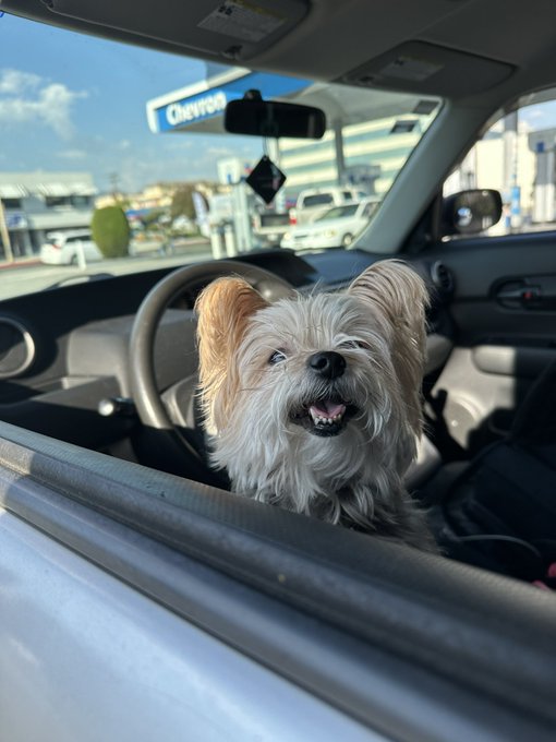 A day with my sweet puppy. https://t.co/ddbU2yxo1U