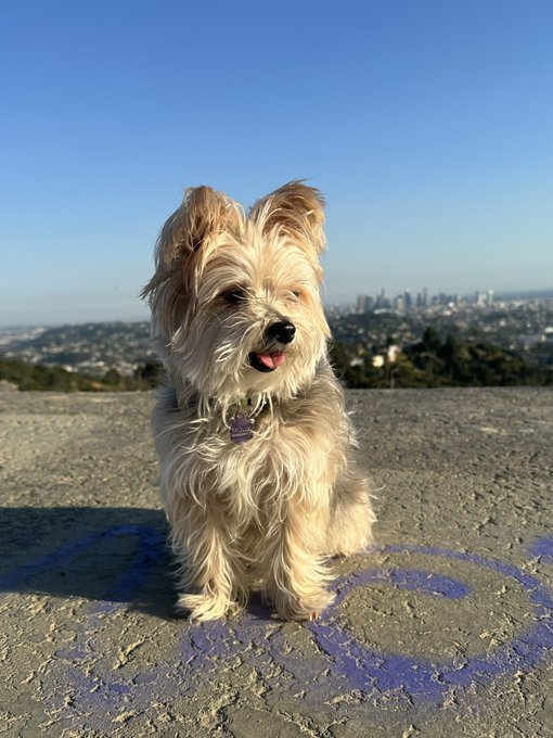 A day with my sweet puppy. https://t.co/ddbU2yxo1U