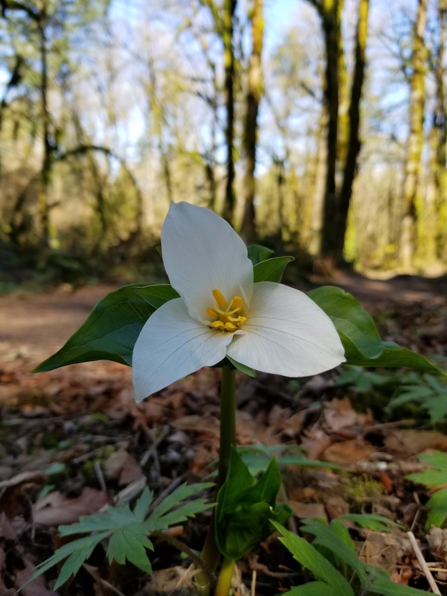 Happy Spring! 
Trillium at Tryon Creek.
