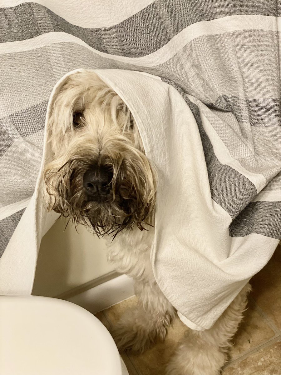 Every night. No exception. Little nun comes out to make sure I brush my teeth 🪥 Did he brush his? #dogsoffacebook #DogsOfX #dogsofinstagram #dogsofinstagram #wheatenterrier #dogoftheday #scwt #nun