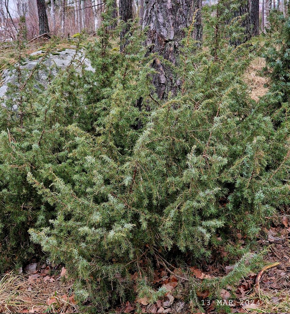 IDadzkov's tweet photo. Juniper. En. Можжевельник.
#nature #bush #junuper #en #BushPhoto https://t.co/gLMekotkDU