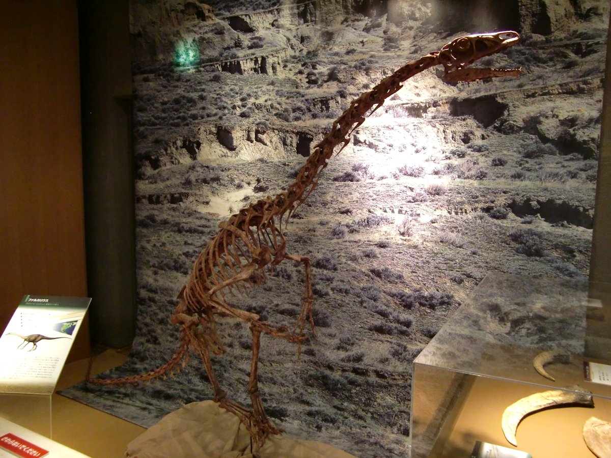 kta92751434's tweet photo. 2011年に群馬県立自然史博物館で開催の『よみがえる!謎の巨大恐竜スピノサウルス』より
#Spinosaurus #スピノサウルス
#Falcarius #ファルカリウス
#Nothronychus #ノスロニクス
#Coelophysis #コエロフィシス
このホールにスピノサウルスがよく入ったなという感じですね😅
今では懐かしい復元ですね https://t.co/ryrvsEzOTH