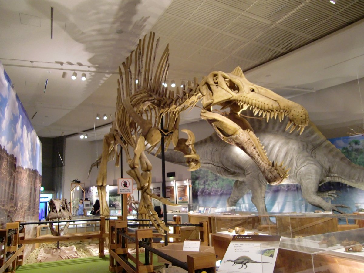 kta92751434's tweet photo. 2011年に群馬県立自然史博物館で開催の『よみがえる!謎の巨大恐竜スピノサウルス』より
#Spinosaurus #スピノサウルス
#Falcarius #ファルカリウス
#Nothronychus #ノスロニクス
#Coelophysis #コエロフィシス
このホールにスピノサウルスがよく入ったなという感じですね😅
今では懐かしい復元ですね https://t.co/ryrvsEzOTH