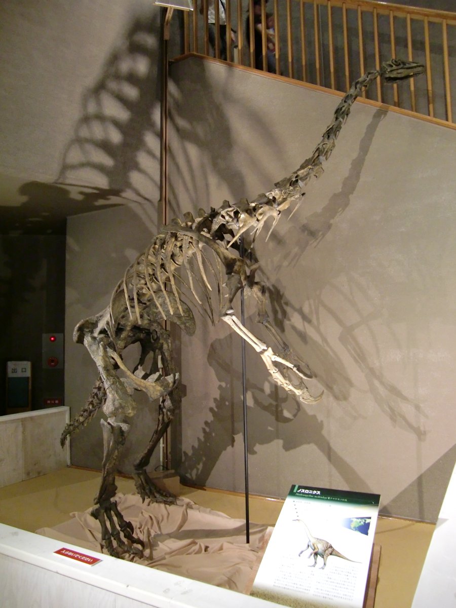 kta92751434's tweet photo. 2011年に群馬県立自然史博物館で開催の『よみがえる!謎の巨大恐竜スピノサウルス』より
#Spinosaurus #スピノサウルス
#Falcarius #ファルカリウス
#Nothronychus #ノスロニクス
#Coelophysis #コエロフィシス
このホールにスピノサウルスがよく入ったなという感じですね😅
今では懐かしい復元ですね https://t.co/ryrvsEzOTH