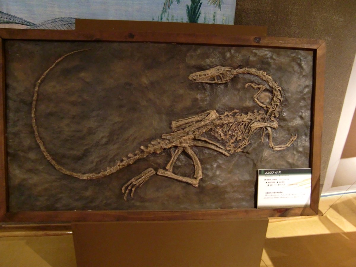 kta92751434's tweet photo. 2011年に群馬県立自然史博物館で開催の『よみがえる!謎の巨大恐竜スピノサウルス』より
#Spinosaurus #スピノサウルス
#Falcarius #ファルカリウス
#Nothronychus #ノスロニクス
#Coelophysis #コエロフィシス
このホールにスピノサウルスがよく入ったなという感じですね😅
今では懐かしい復元ですね https://t.co/ryrvsEzOTH