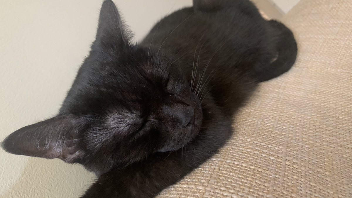 kASSmaster69's tweet photo. @InfernoOmni Our cat took her 2872nd nap today https://t.co/9xcLUS8Te8