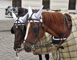 #raúlsohr y <a href="/FernandoPaulsen/">Fernando Paulsen</a> discutiendo sobre los 100 dias de <a href="/JMilei/">Javier Milei</a>  en <a href="/CNNChile/">CNN Chile</a> #Ultimamirada 
Que canal más cargado pa la izquierda!!! Aguante <a href="/ElPelucaMilei/">El Peluca Milei</a> por el bien de los 🇦🇷 no le aflojes