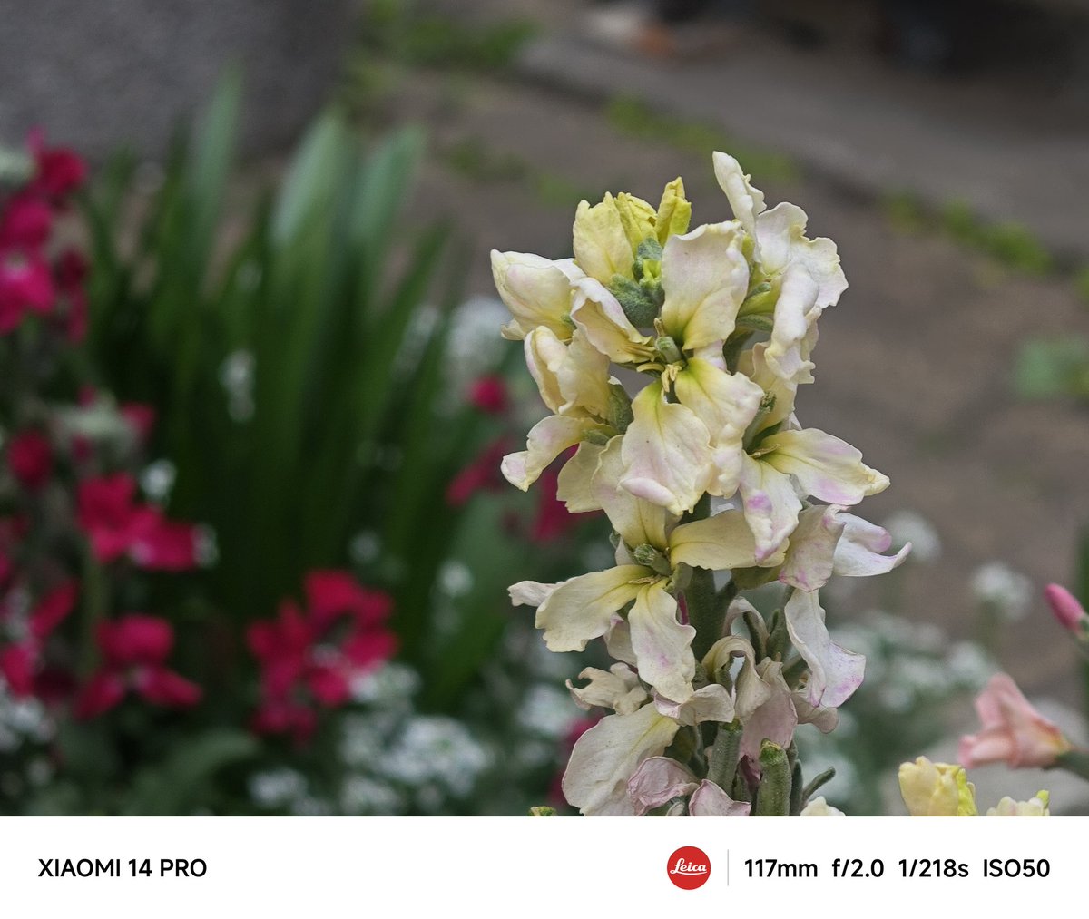burasino's tweet image. #Xiaomi14Ultra
#Xiaomi14Pro
#telephoto
(* 'ᵕ' )ｲｲﾖｯ!!