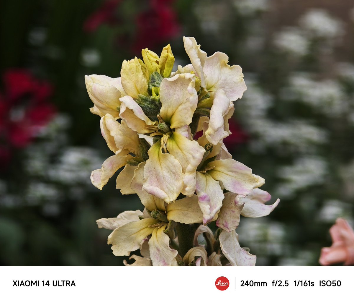 burasino's tweet image. #Xiaomi14Ultra
#Xiaomi14Pro
#telephoto
(* 'ᵕ' )ｲｲﾖｯ!!