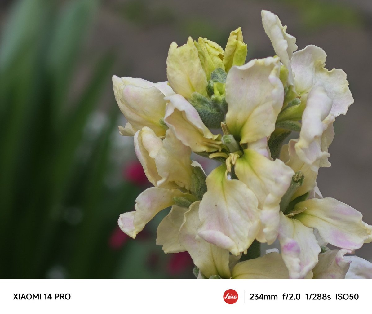 burasino's tweet image. #Xiaomi14Ultra
#Xiaomi14Pro
#telephoto
(* 'ᵕ' )ｲｲﾖｯ!!