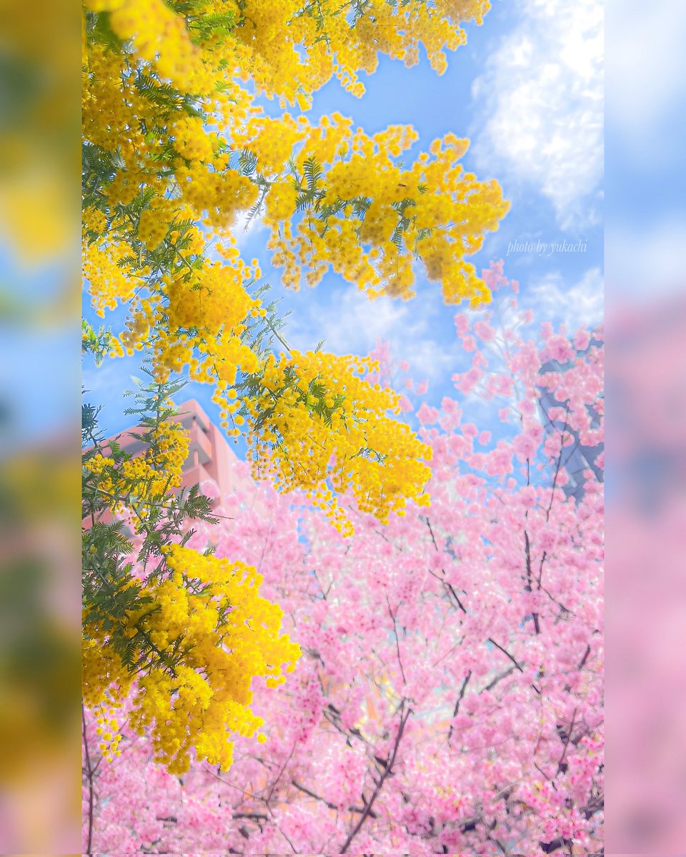 y_chihal's tweet photo. 蔵前神社⛩️✩.*˚
そこにいるだけで幸せ感♡.*･ﾟ
#TLを花でいっぱいにしよう
#蔵前神社 #tokyocameraclub https://t.co/jieDXR6i7W