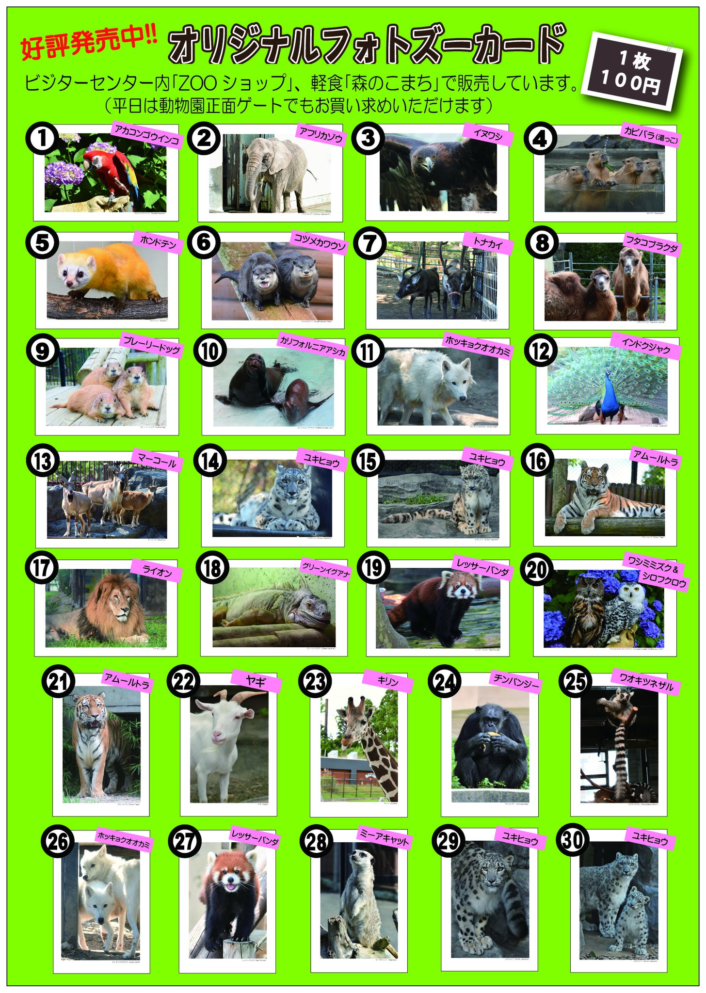 秋田市大森山動物園 on X: 秋田市大森山動物園 on X: