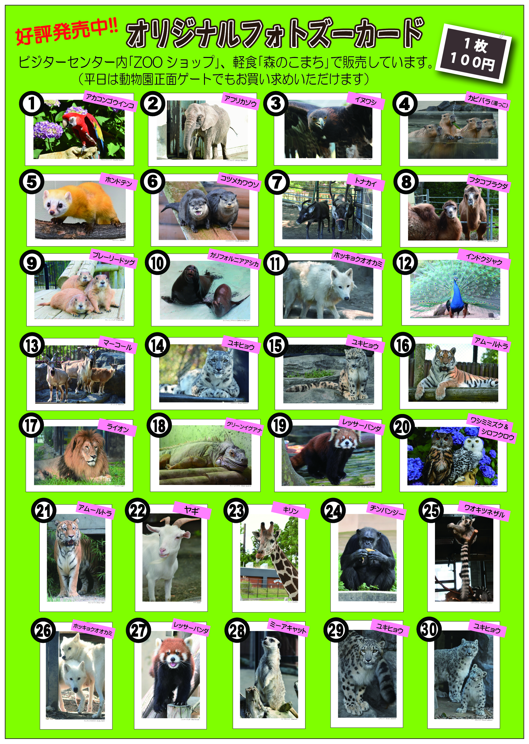 秋田市大森山動物園 on X: 