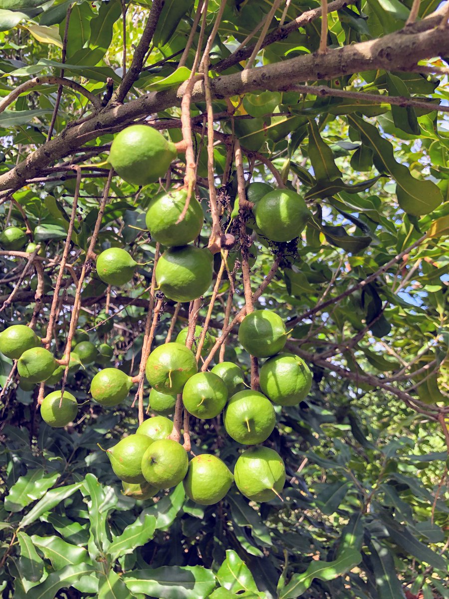 New #PhD opportunity! Yield analysis and ML forecasting of nut tree crops. Use #remotesensing #weather and orchard data. Supported by great industry partner, based at @une_aarsc, with a 40k pa tax free scholarship. All the details: une.edu.au/research/gradu…