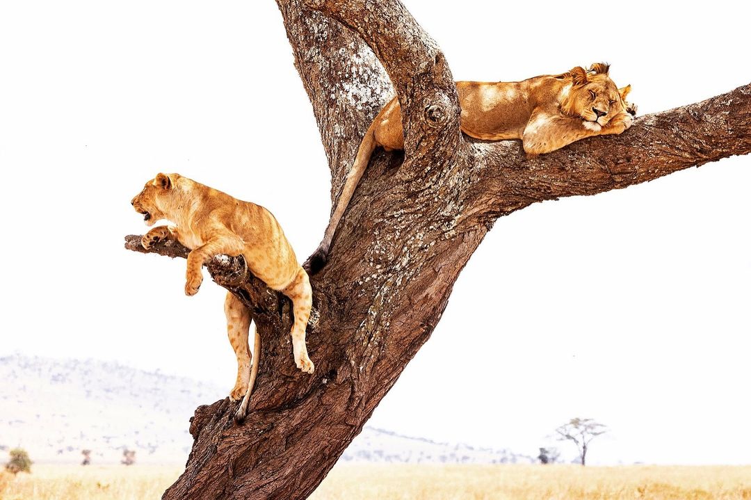 Safarilocations's tweet photo. Good morning 🌄 from Serengeti National Park https://t.co/Z8lZgmn0WJ