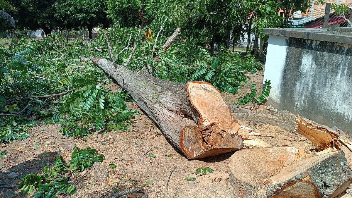 HugoAnteparra's tweet photo. Talan un árbol de Cedro que está en veda. El hecho se produjo en el interior de la Institución Educativa Inicial 204 del distrito de Morales en San Martín (Perú) Autoridades verificaron que no era un peligro y tampoco tenían autorización para derribarlo. https://t.co/5SvmPG8Feu