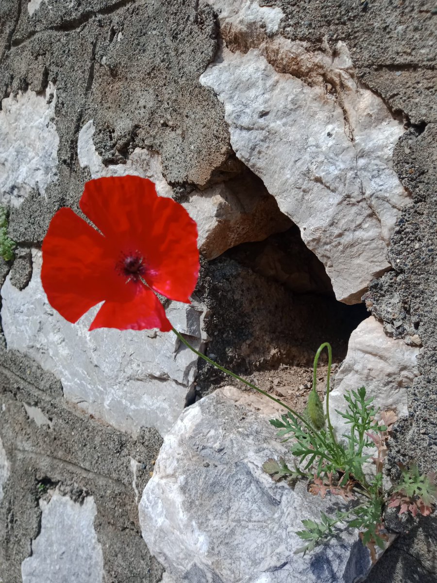 @Balqrup1 Günaydın Hayırlı Sabahlar