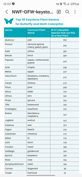 Do not cut down an oak unless absolutely necessary. Some places do not even protect them. Please pay<a href="/tag/ecology"class="tags"><span>#ecology</span></a><a href="/tag/butterflies"class="tags"><span>#butterflies</span></a><a href="/tag/ecoregion"class="tags"><span>#ecoregion</span></a>