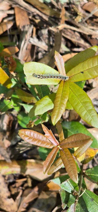 Do not cut down an oak unless absolutely necessary. Some places do not even protect them. Please pay<a href="/tag/ecology"class="tags"><span>#ecology</span></a><a href="/tag/butterflies"class="tags"><span>#butterflies</span></a><a href="/tag/ecoregion"class="tags"><span>#ecoregion</span></a>