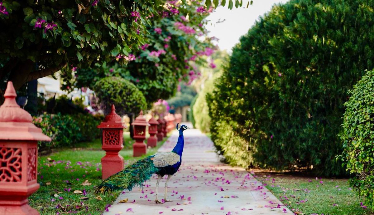 Embracing the hues of nature at Rambagh Palace.

Celebrating Phoolon ki Holi amidst the graceful dance of peacocks and a carpet of vibrant petals.

For further details, please contact: +91 141 667 1234

#RambaghPalace #TajHotels #Rajasthan #LuxuryRetreat #ExploreRajasthan