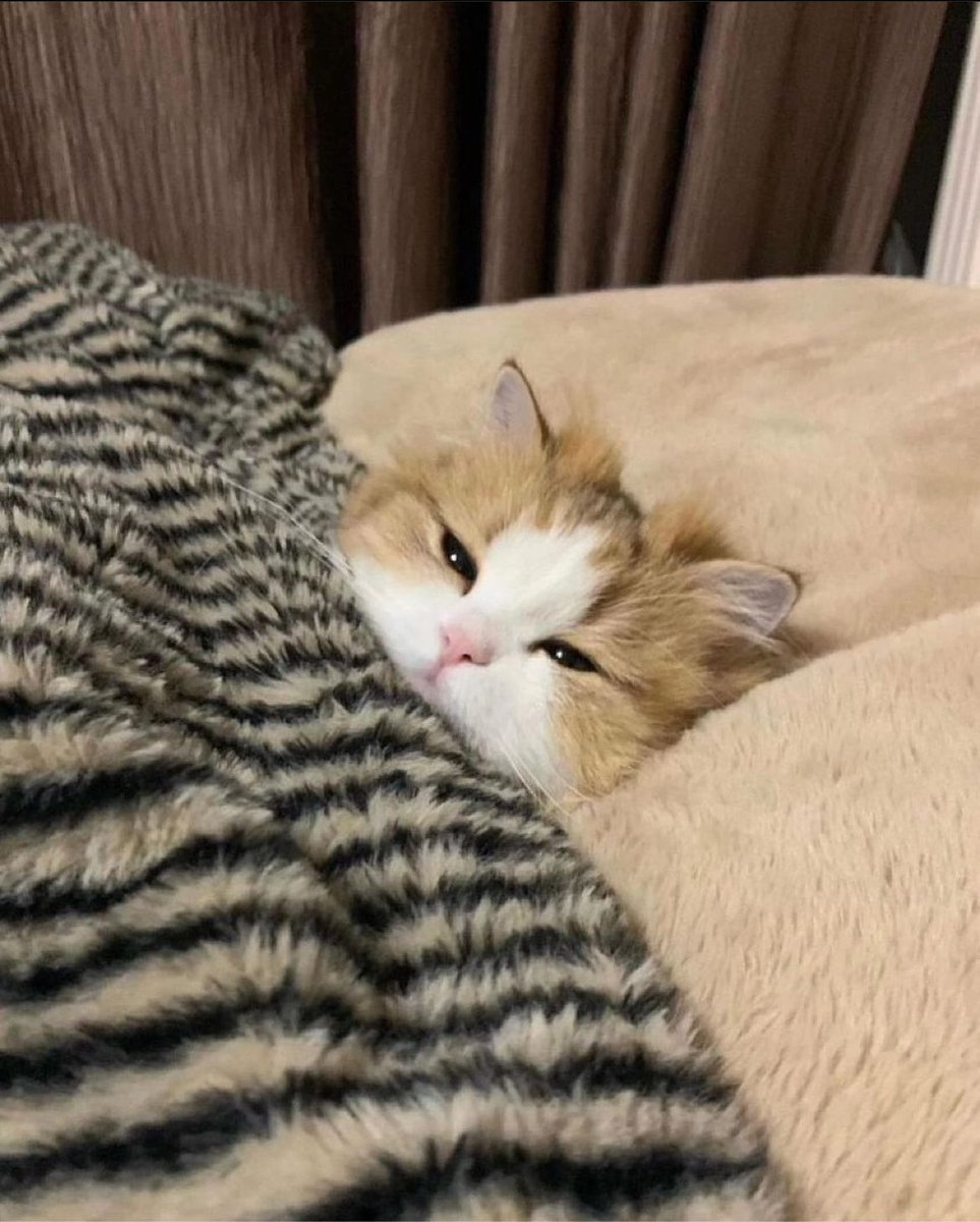 Punch Cat (@punchingcat) on Twitter photo 