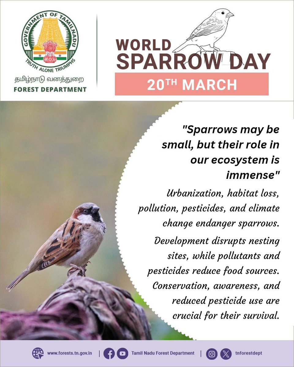 Sparrows play a crucial role in our ecosystem by controlling insect populations, dispersing seeds, and indicating environmental health. Let's protect these tiny yet mighty creatures! Tamil Nadu Forest Department is committed to the conservation of lesser-known species.