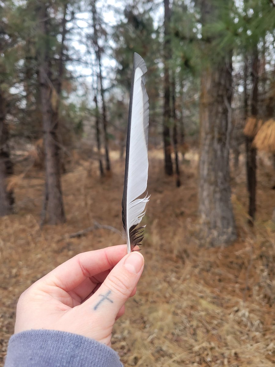 I love finding a good feather! Based on the intense color contrast, I believe this beauty fell off of a magpie.🐦‍⬛

#BigfootsFriend #Nature #Outdoors #Birds #Magpie #Feather #FunForestFind #NatureBlog #Forest #Springtime
