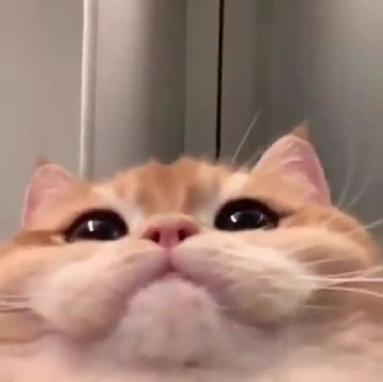 ‍ ‍ ‍ 𝐢𝐯𝐚𝐧𝐧𝐚. (@rvmourhasit) on Twitter photo 