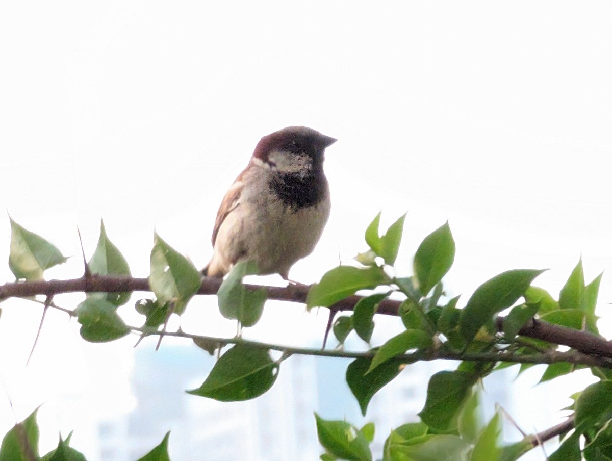 VarunBa87255134's tweet photo. On #WorldSparrowDay let's celebrate these tiny birds, symbols of resilience and urban biodiversity, by nurturing their habits and raising awareness for their conservation. 

MSG Insan https://t.co/Av97gMTmgP
