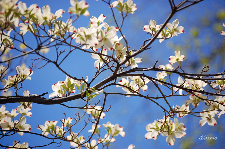 The sun entered Aries March 19, 2024, at 11:06 PM EDT, which is also the Vernal Equinox. Happy Spring!