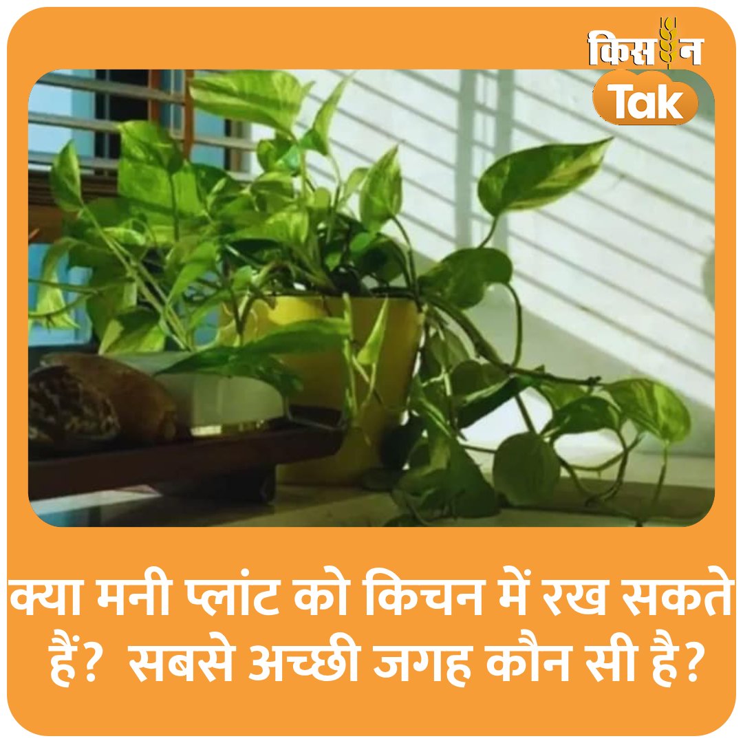 KisanTakChannel's tweet image. क्या मनी प्लांट को किचन में रख सकते हैं? इसकी सबसे अच्छी जगह कौन सी है?
#moneyplant #aajtak #kisantak #homedecor
kisantak.in/crops/story/ca…