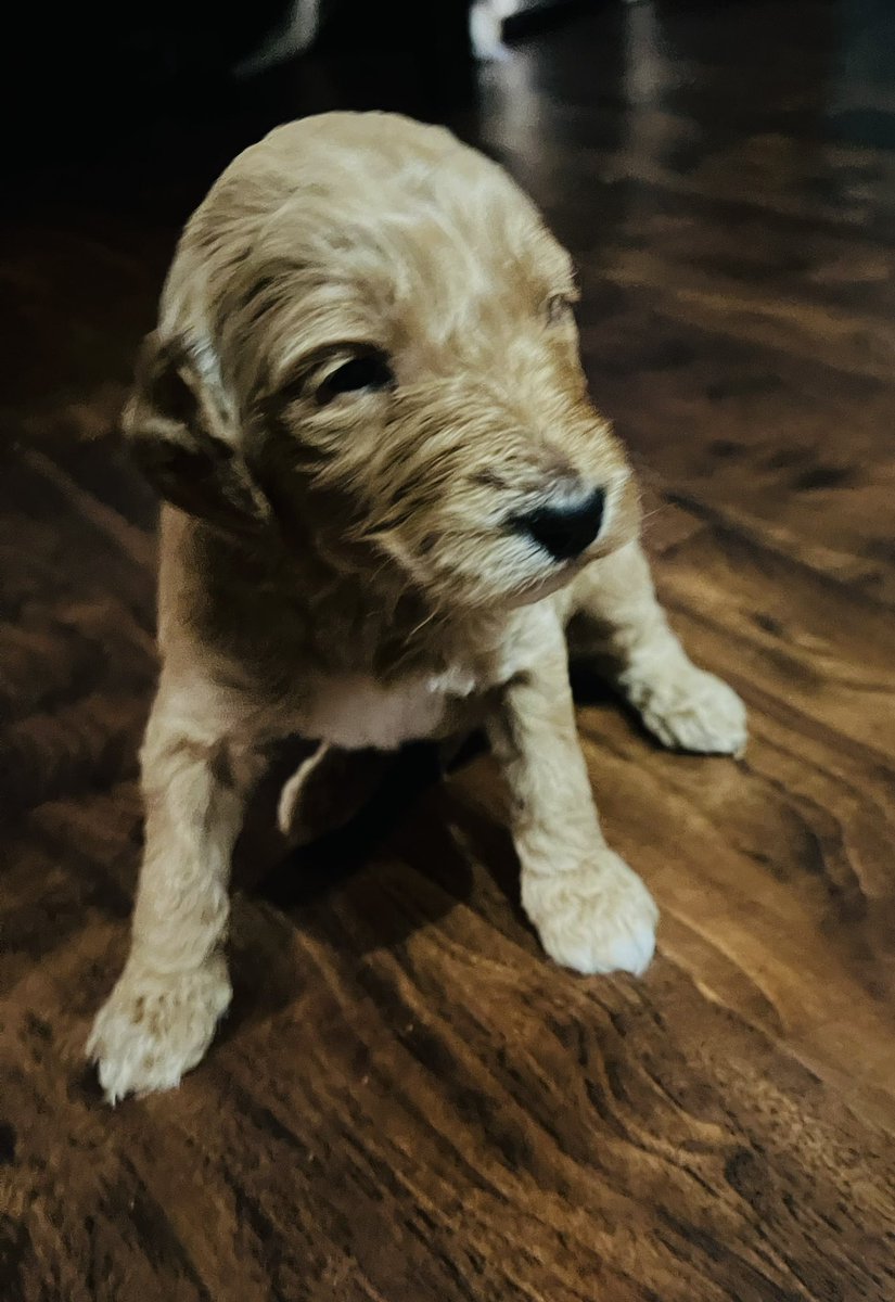 Our first pup star: McDavid 🐶