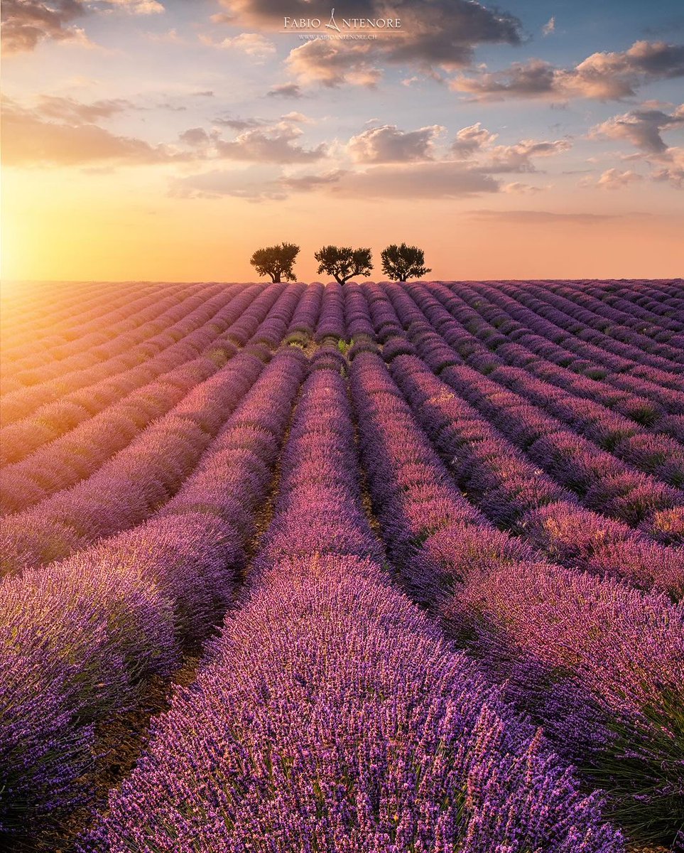 Valensole in the French Provence 🇫🇷📷© Fabio Antenore