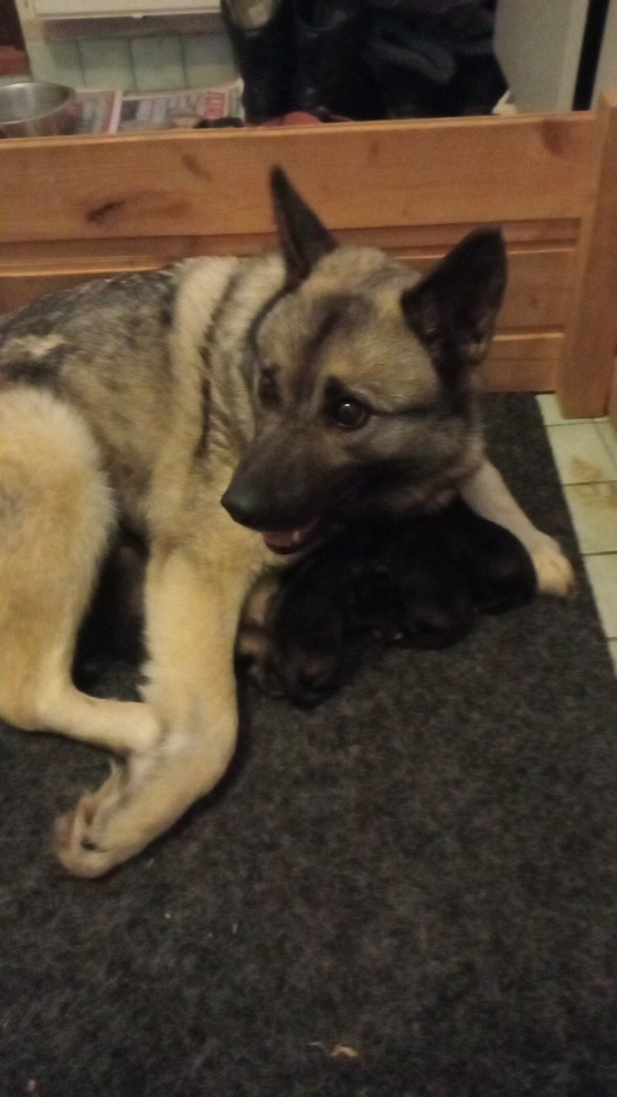 jusuliini's tweet photo. Reilu vuorokausi takana vauva-arkea😍
#harmaanorjanhirvikoira
#hirvikoira
#moosehunting
#norwegianelkhound https://t.co/aDNI1HV0vB