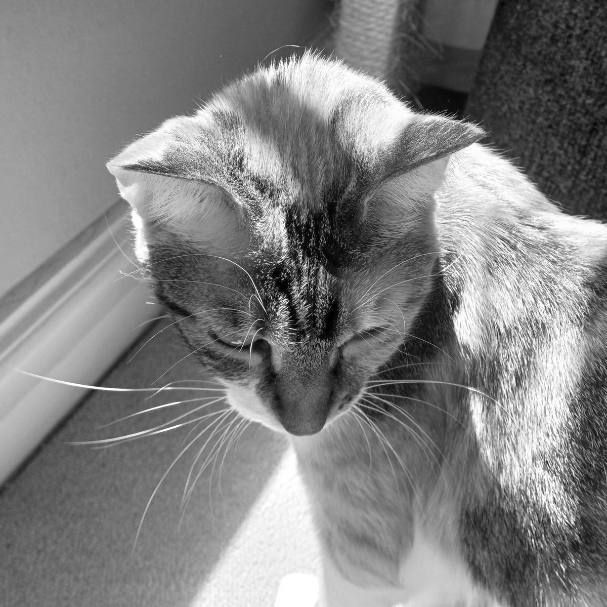 Sunning the whiskers 😼

#catlife #catsinblackandwhite #whiskerwednesday #catsofinstagram #catsinsunshine 

instagram.com/p/C4uW2Nmot65/